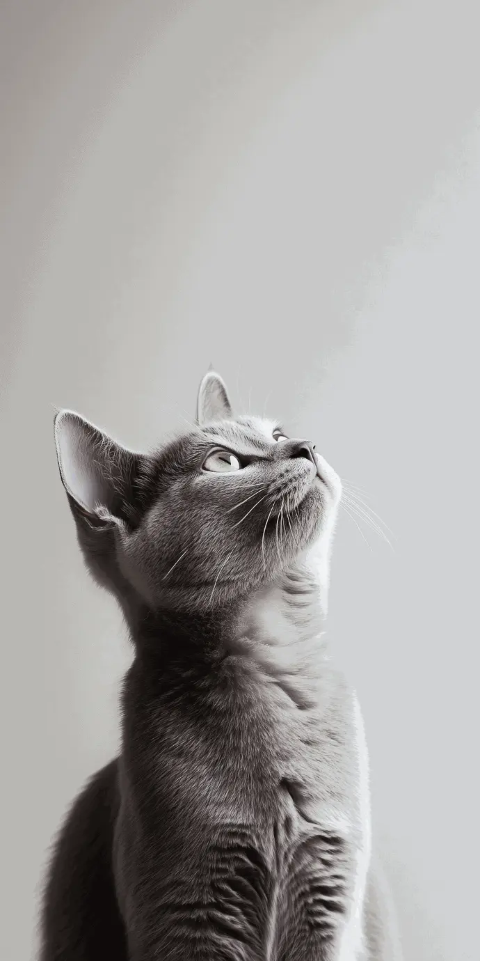 Un chat au pelage court et soyeux, regardant vers le haut avec une expression curieuse. L'arrière-plan épuré met en valeur la silhouette gracieuse et les détails du pelage du félin.