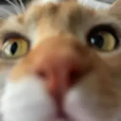 Un chat en gros plan, le museau collé à l’objectif, donnant l’impression de faire un appel vidéo.