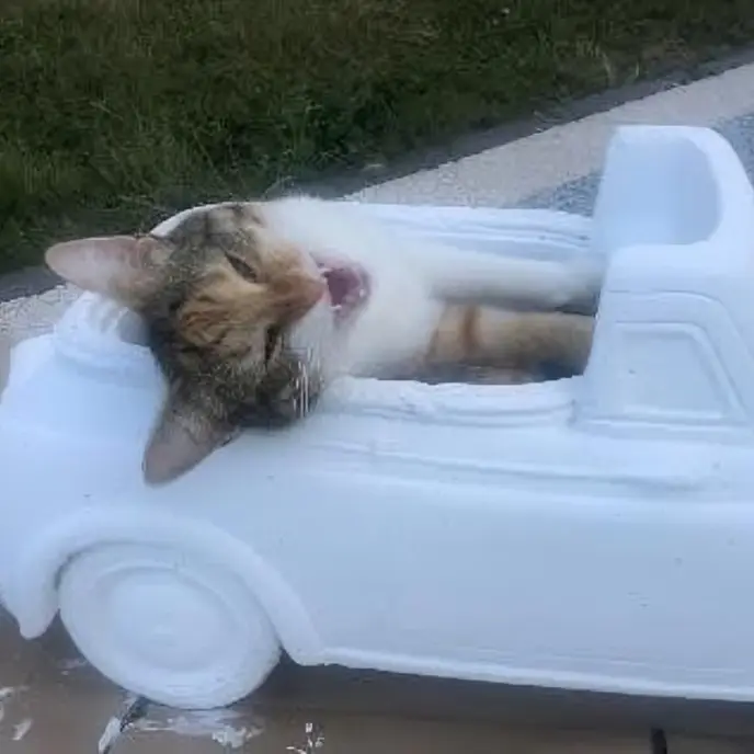 Un chat tigré assis dans une petite voiture blanche en plastique, prêt à s'amuser.