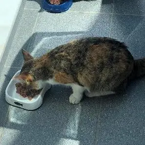 Un chat en train de manger dans une gamelle, savourant son repas.