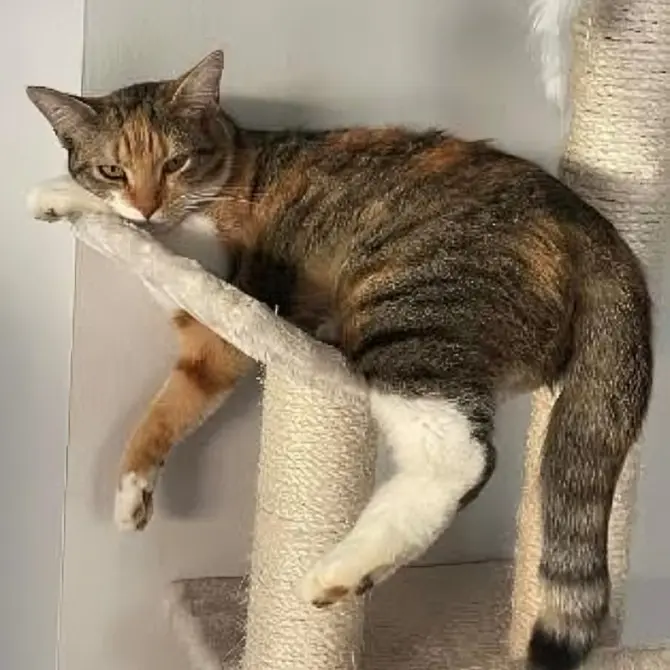 Un chat allongé sur un arbre à chat, suspendu de manière amusante avec les pattes relâchées.