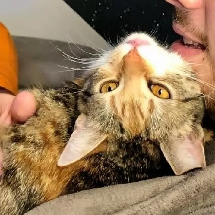 Un chat tigré aux yeux mi-clos, allongé sur le dos, recevant des caresses sur la tête avec une expression de bien-être.